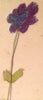 Josephine's Flower